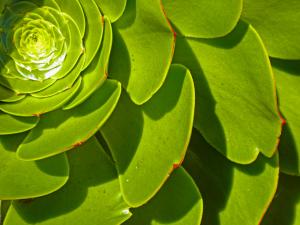 Aeonium