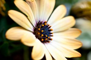 Osteospermum×Dimorphotheca 