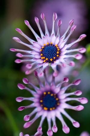 Osteospermum fruticosum