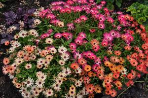 Stone plants