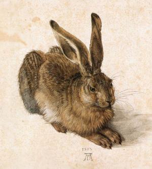 Young Hare, Albrecht Dürer