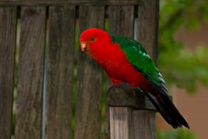 Australian king parrot