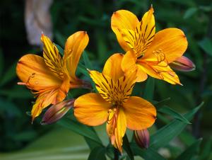 Alstroemeria aurea