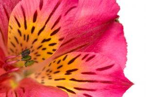 Peruvian lily