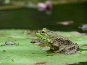 American bullfrog