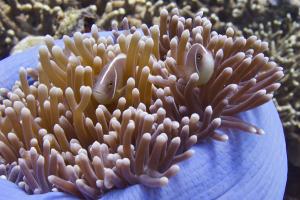 Amphiprion perideraion