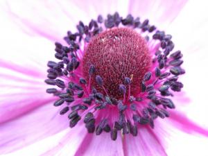 Poppy anemone