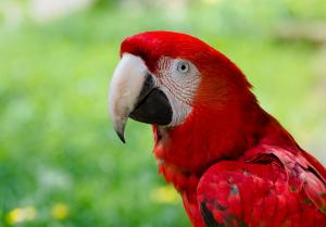 Guacamayo rojo