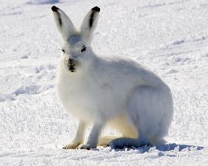 Arctic hare