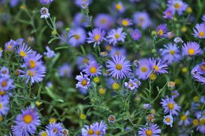 Alpine aster