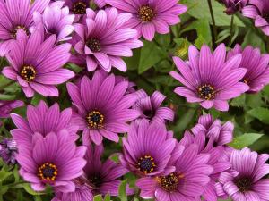 Asteraceae Osteospermum