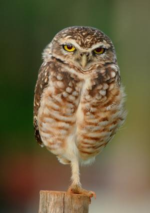 Burrowing owl