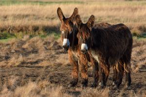 Poitou donkey