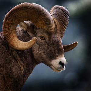 Bighorn sheep