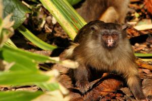 Black-tailed marmoset