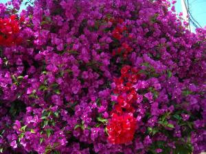 Bougainvillea