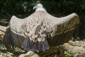 Vulture