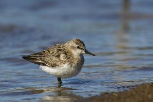 Red-necked stint