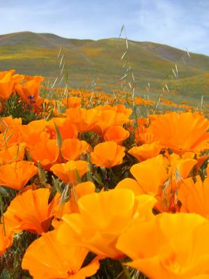 Amapola de California