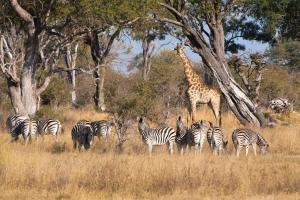 Zebras and giraffe