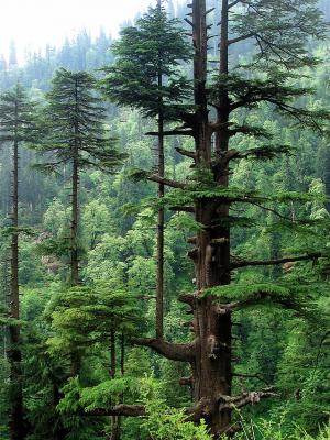 Himalayan cedar