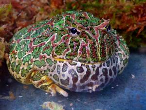 Argentine Horned Frog 