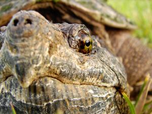 Tortuga mordedora