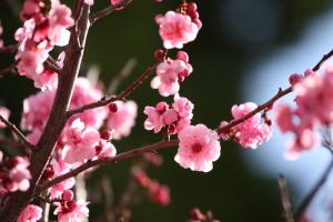 Cherry blossom