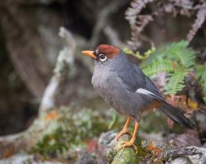 Chestnut-capped laughingthrush