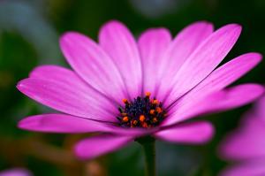 Chrysanthemum