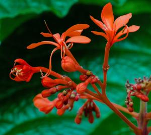 Clerodendrum speciosissimum