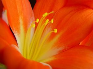 Clivia