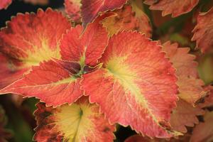 Coleus