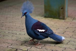 Western crowned pigeon