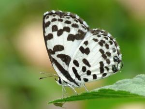 Common Pierrot