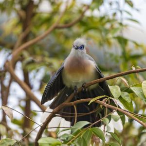 Crested coua