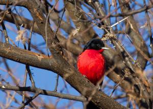 Crimson-breasted shrike