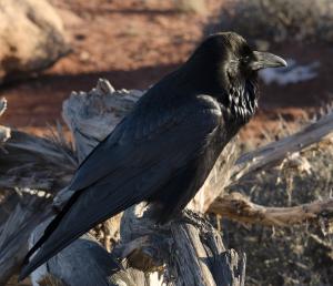 Raven
