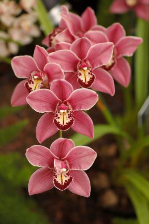 Boat orchids