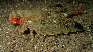 Oriental flying gurnard