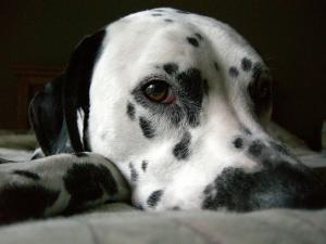 Dalmatian