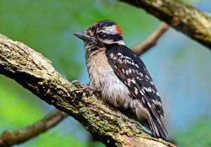 Downy woodpecker