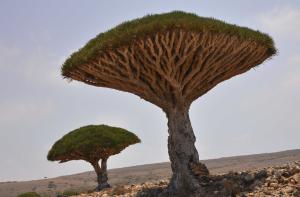 Árbol drago de Socotra