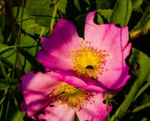 Rosa arkansana