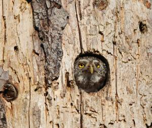 Eurasian pygmy owl