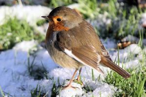 European robin