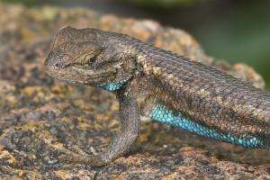 Western fence lizard