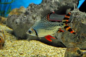 Flagtail fish