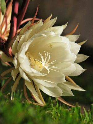 Flor de Pilosocereus Royenii