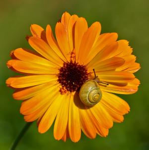 Gerbera